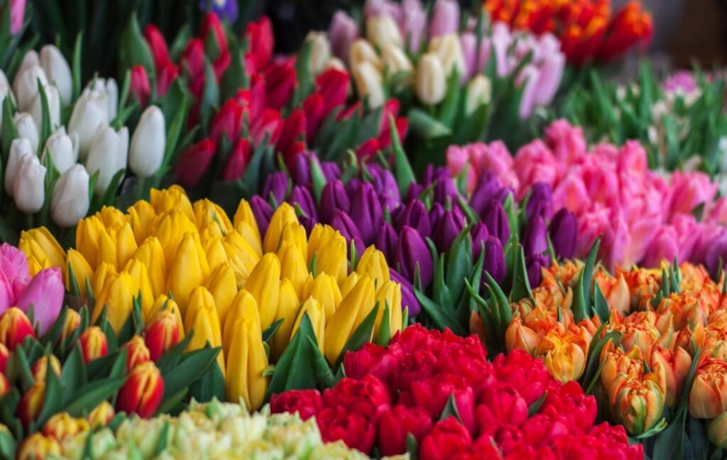 Wiosenne kwiatowe wybuchy kolorów na ulicach Warszawy